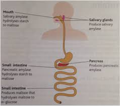2 4 Carbohydrate Digestion Aqa A Level Biology Revision