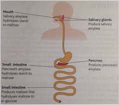 2 4 carbohydrate digestion aqa a level biology revision