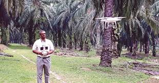Cause heart rot disease in coconut and oil palm. Sime Darby Plantation Flies High With Drones
