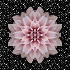 Account Login Blingee Com Flower Power Beautiful Gif Flowers