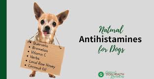 The normal dosage of benadryl for dogs is approximately 1 mg per pound. Natural Antihistamines For Dogs With Allergies
