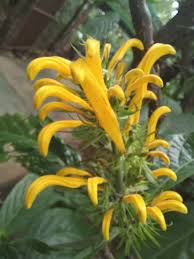 Image result for Justicia australis