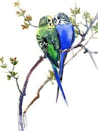 Art Print Budgies Parakeets 3 By Suren Nersisyan 40x30in In 2021 Bird Drawings Love Birds Painting Birds Painting