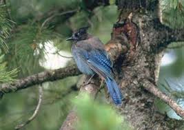 Image result for Cyanastrum johnstonii