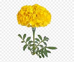 Download free single flowers png with transparent background. Single Yellow Flower Single Marigold Free Free Transparent Png Clipart Images Download