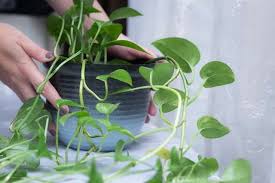 こんなに素敵 ポトスの育て方とおすすめ厳選3つご紹介 ひとはなノート 植物栽培 ツタ植物 水耕栽培 野菜