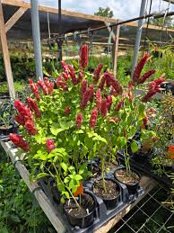 Image result for Justicia lithospermoides