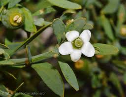 Image result for Montiniaceae