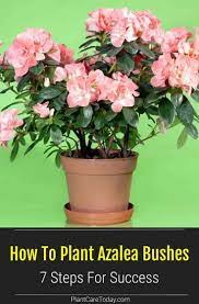 How To Plant Azalea Bushes 7 Steps For Success Azalea Flower Azalea Bush Plants