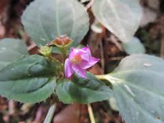 Image result for Calvoa orientalis