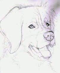 Das entspricht einer kundenzufriedenheit von 97,56 %. If You Like Animals Especially The Dogs Then This Site Is For You You Animals Dogs Site Falls Sie Tiere Mog Hund Zeichnen Tiere Malen Hund Malen