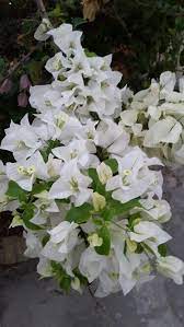 White Bougainvillea Container Flowers Flowering Trees Love Flowers