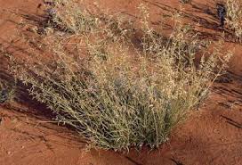 Image result for Eragrostis milnei