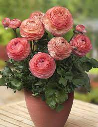 Ranunculus Lulu Photo Green Works Ranunculus Flowers Beautiful Flowers Planting Flowers