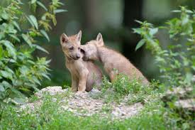 Image result for wolf cub
