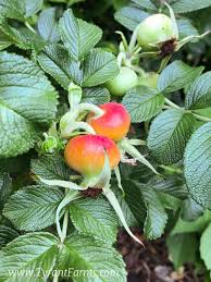 Giving your dog radish is not the worst idea in the world. Can My Dog Eat Rose Hip