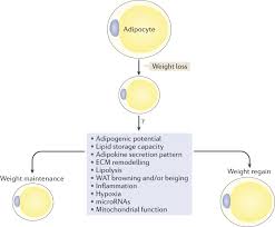 Mechanisms Of Weight Regain After Weight Loss The Role Of Adipose Tissue Nature Reviews Endocrinology