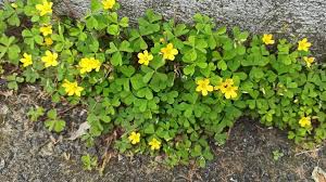 Image result for Oxalis purpurascens