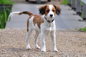 Nederlandse kooikerhondjes (sometimes simply referred to as kooikerhondjes) are members of the sporting group. Upbringing And Training Vereniging Het Nederlandse Kooikerhondje