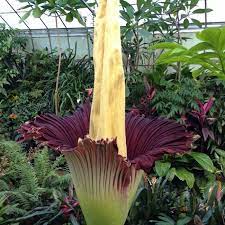 Pin By Fernando Guevara On F L O R A F R U I T S F U N G I Tomtom Corpse Flower Corpse Flower Bloom Unusual Plants