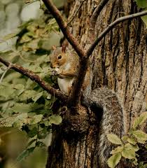 Just keep in mind that a squirrel house pet requires considerable effort. Battle Of The Rodents In Texas Senate Race Beto S Blind Squirrel Vs Cruz S Missing Hamster