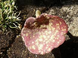 Image result for Umbilicus botryoides