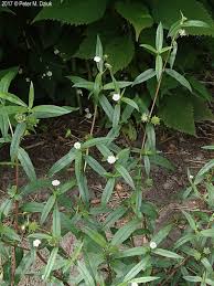 Image result for Eclipta