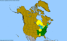 Image result for Bambekea racemosa