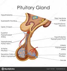 medical education chart of biology for pituitary gland