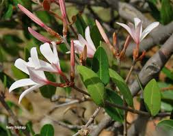 Image result for Ancylobothrys