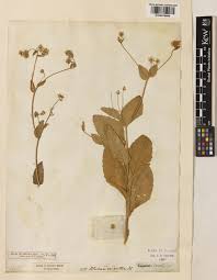 Image result for Blumea