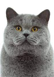 British Shorthair Cat 101 British Shorthair
