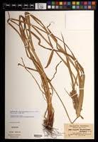 Image result for Cyperus fischerianus