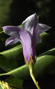 Image result for Apocynaceae subfamily Periplocoideae