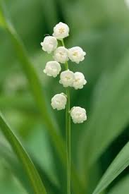 Maybe you would like to learn more about one of these? Lily Of The Valley Lovetoknow