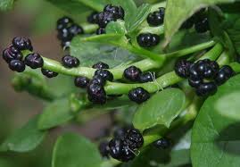 Image result for Basellaceae