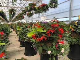 Greenhouse greenhouse gibt es bei ebay! Myskbeeljcntgm