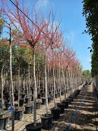 Image result for Pithecellobium dulce