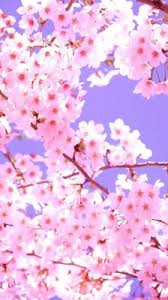 We have 83+ background pictures for you! Cherry Blossom Iphone Wallpaper Anime 540x960 Wallpaper Teahub Io