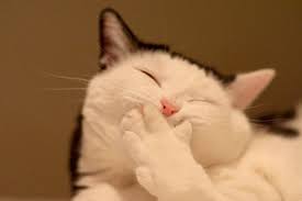 why cats do the slow blink at their owners cat quotes funny cute cats cat memes