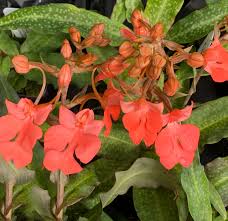 Image result for Habenaria dregeana