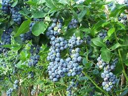 Jersey Blueberry Bush