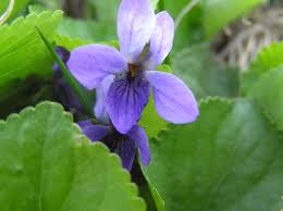 Image result for Viola abyssinica