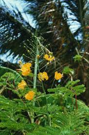 Image result for Caesalpinia cassioides
