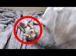 We hope to raise the standard for all breeders and … How Many Puppies Will A Lab Have In Her First Litter 2022 The Dog Visitor