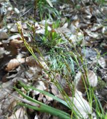 Image result for Carex echinochloe