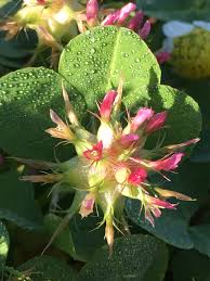 Image result for Trifolium spumosum