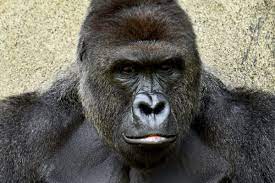 Harambe The Gorilla The Zoo Killing That S Set The Internet On Fire Explained Vox Harambe was shot by the zoo worker on may 28, 2016. harambe the gorilla the zoo killing