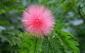 Pink Mimosa Flower Flowers Photography Wallpaper Flowers Photography Flowers