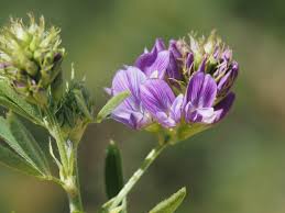 Image result for Medicago sativa